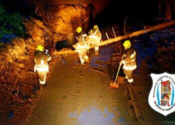 Fakidőlés a fenyvesben