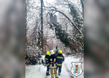 Megdőlt fák adtak munkát