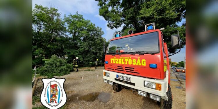 Faág hasadt le a Szabadság úton