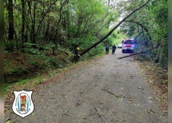 Fa dőlt ki, veszélyt képzett