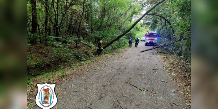 Fa dőlt ki, veszélyt képzett