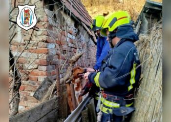 Állatmentéshez riasztottak