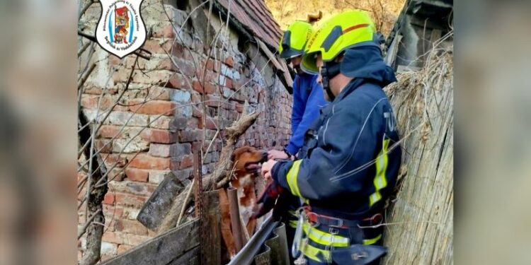 Állatmentéshez riasztottak