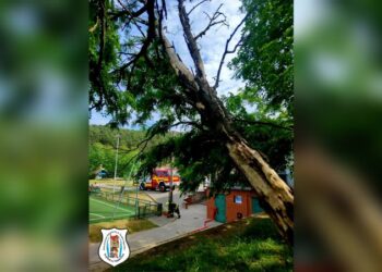 Villanyvezetékre dőlt a fa