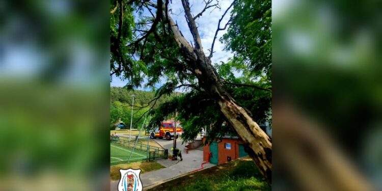 Villanyvezetékre dőlt a fa