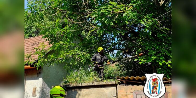 Több faág lehasadt a Szabadság Úton