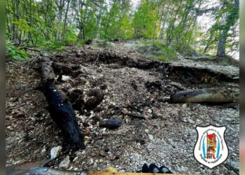 Parázslás az erdőben