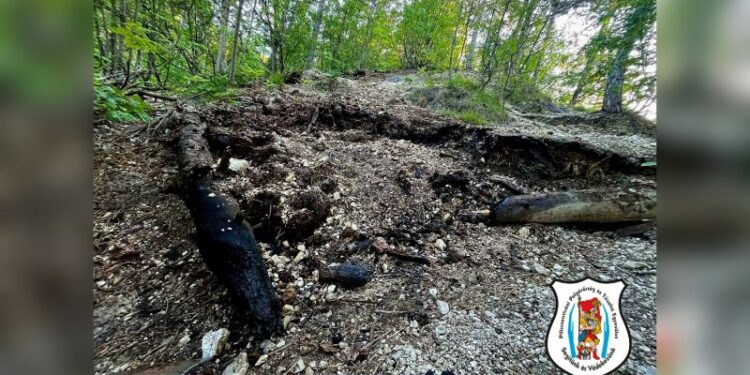 Parázslás az erdőben