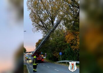 Faág hasadt le a Tópartnál