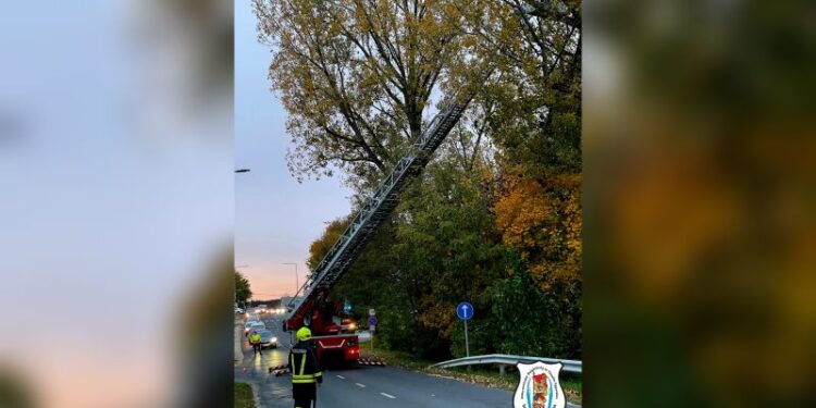 Faág hasadt le a Tópartnál