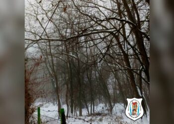 Faág hasadt villanyvezetékre