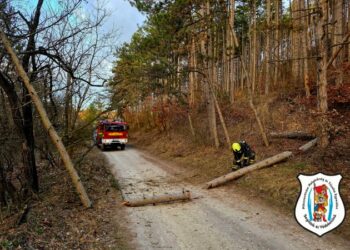 Fakidőlés a Sport tér környékén
