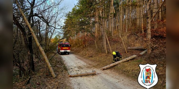 Fakidőlés a Sport tér környékén