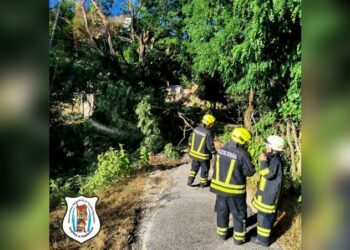 Fakidőlés a Fehér-hegyi dűlőben