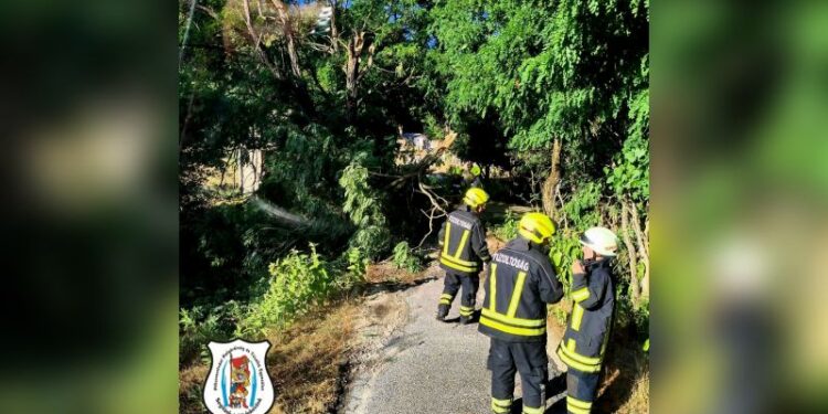 Fakidőlés a Fehér-hegyi dűlőben